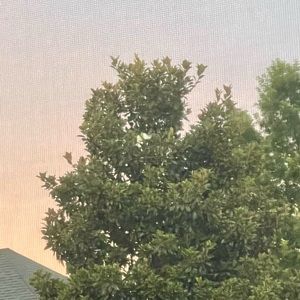 Meet your Posher, Nat